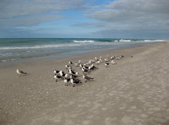 "Morgentreff" am Manatee Beach