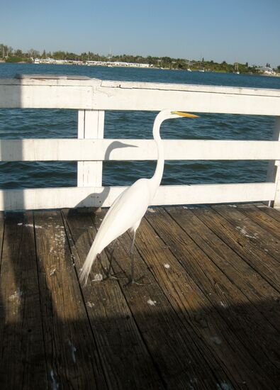 Silberreiher auf dem Pier