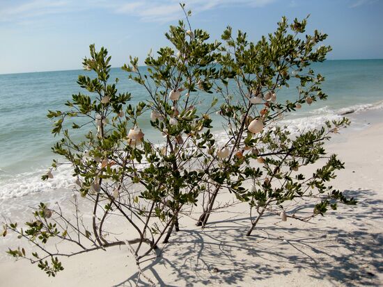 Tigertail Beach