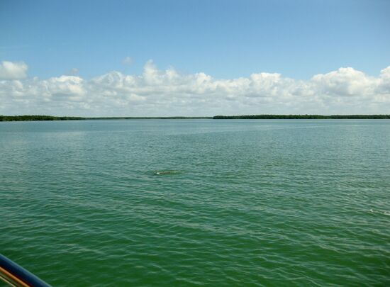 Fast nicht zu sehen - der Delphin