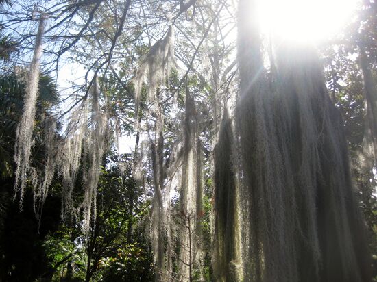 Mystisch im Botanischen Garten