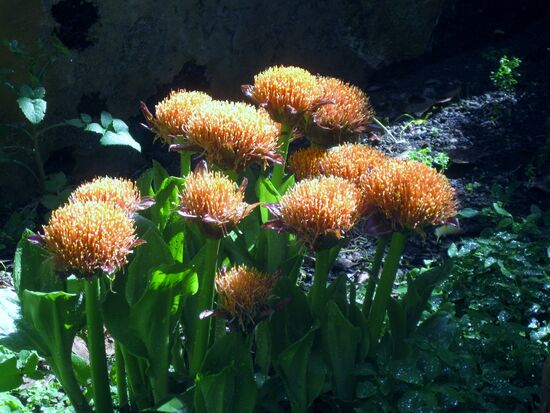 und dann wieder Blüten