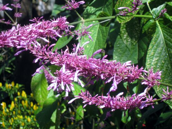 Es blüht auch im Winter