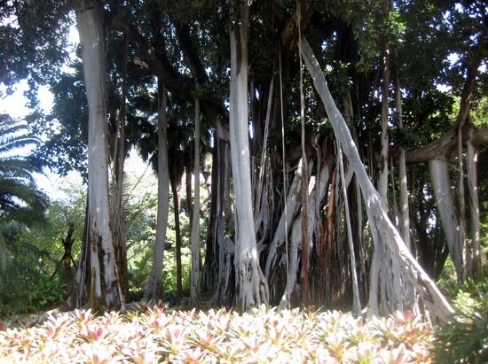 Der gewaltige Feigenbaum