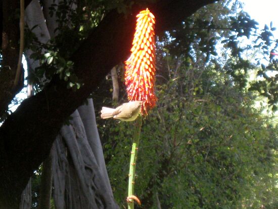 Nahrung für den Vogel