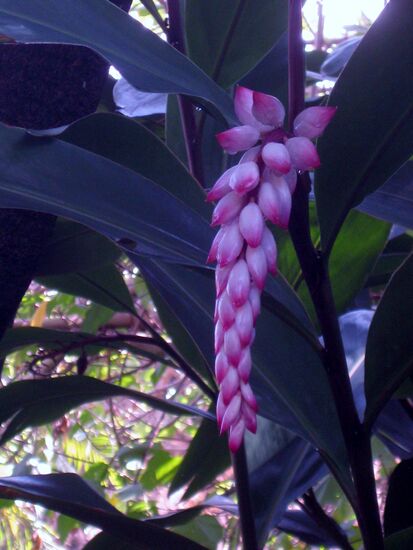 Schönheit in violett