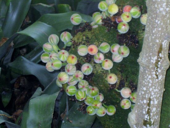 Exotische Früchte - aber sicherlich nicht essbar