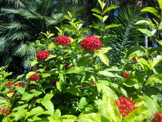 Und noch mehr schöne Blumen