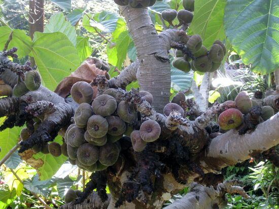 Die sehen aus wie Äpfel oder Feigen....