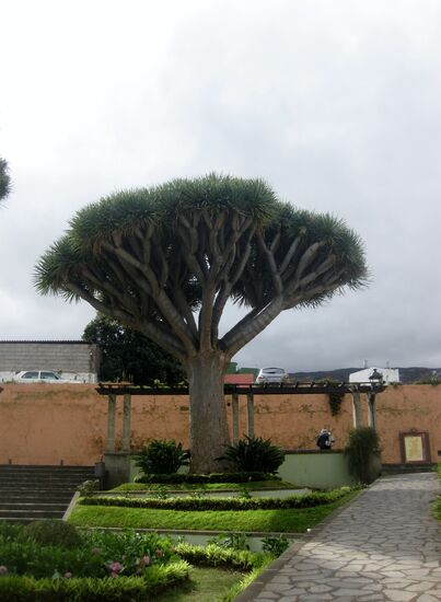 Ein besonders schöner Drachenbaum