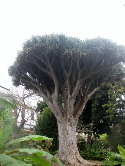 Ein schöner Drachenbaum
