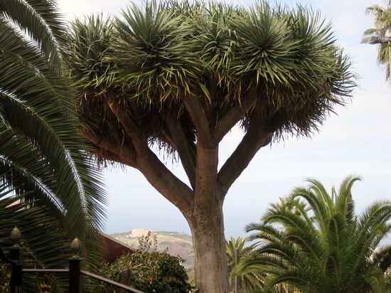 Drachenbaum im Restaurantgarten