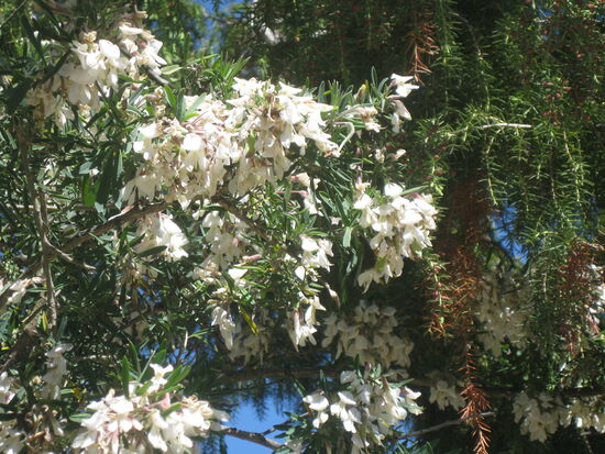 Es blüht so schön...