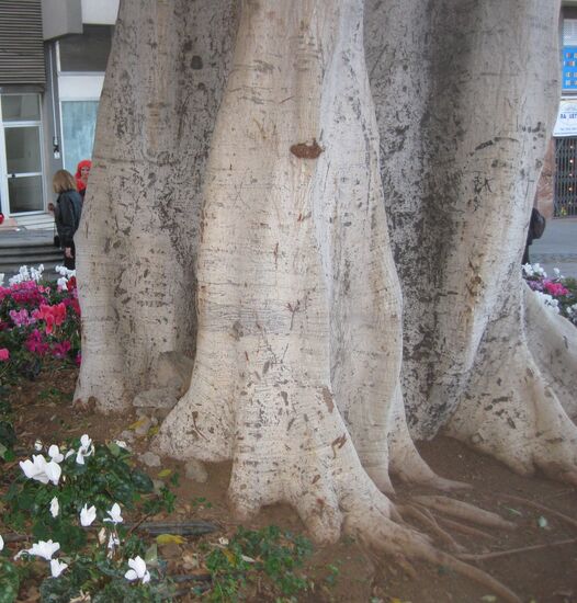 Der Baumstamm erinnert etwas an Elefantenfüsse....