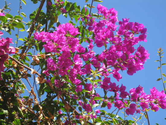 Wunderschöne Bougainvillea