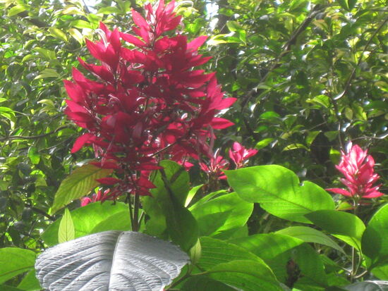 So schön blüht es im Park