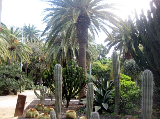 Kakteen und Palmen