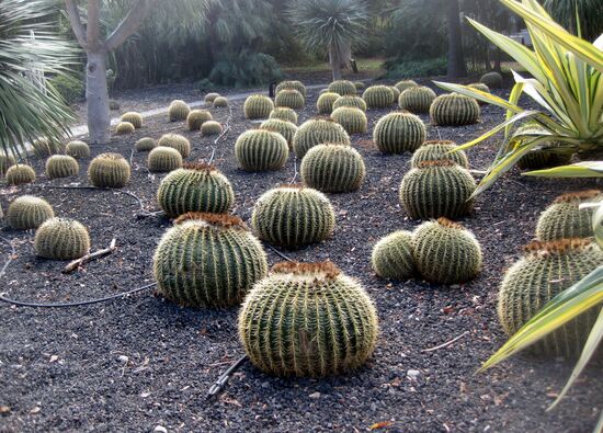 Kakteengarten