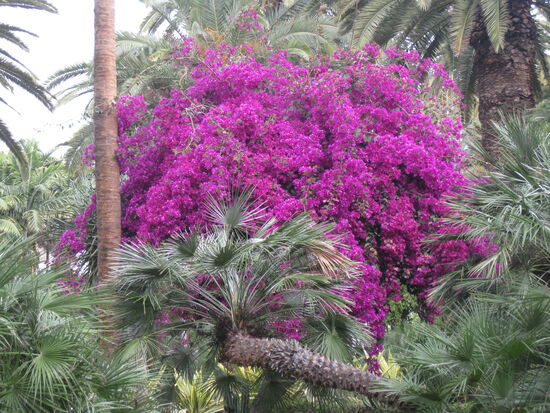 Wunderschöne Bougainvillea