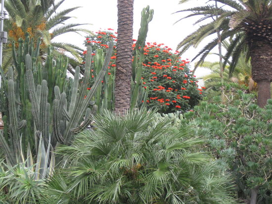 Prachtvolle Pflanzen