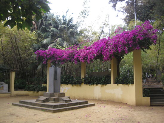 Schöner Farbkontrast - die Bougainvillea