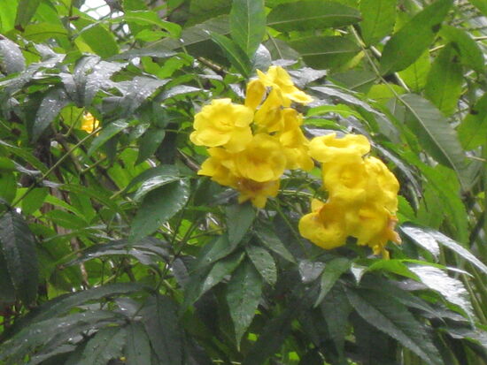 Hier blüht es in gelb