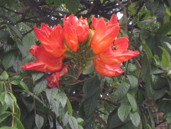 Wunderschöne Blüte