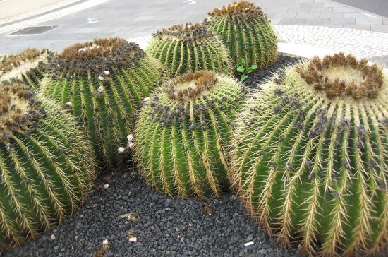 "Schwiegermutter-Sitze..."