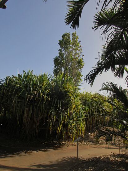 Ein kleiner Bach mit braunem Wasser