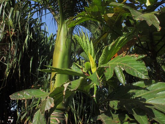 Welch üppiges Grün