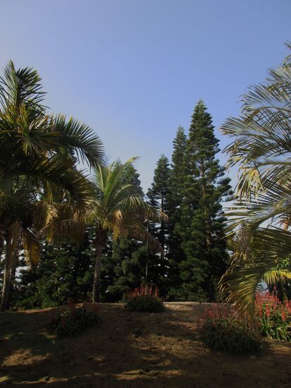 Den Schatten, den diese Bäume werfen, schätzt man bei der Tour