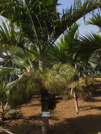 Ein besonders schönes Exemplar