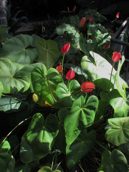 Ein roter Farbtupfer