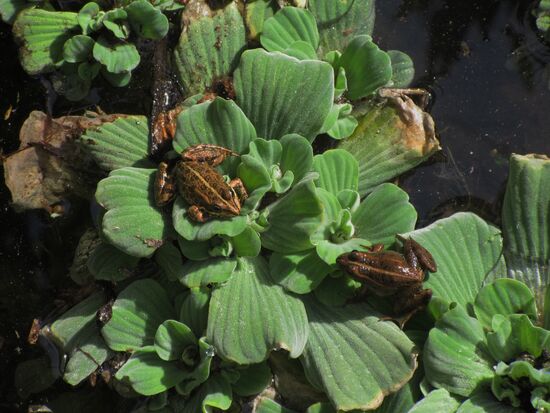 Paradies für Frösche