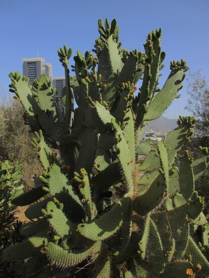Noch blüht sie nicht