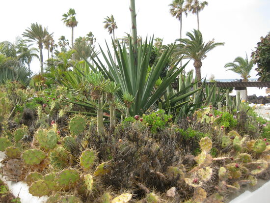 Kakteen an der Promenade