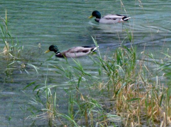 Paradies für Enten