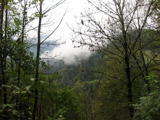 Der Weg führt durch den Wald