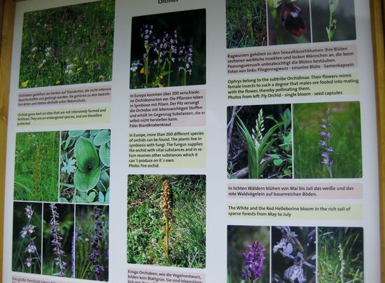 Schautafel für Blumen in den Bergen