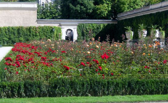 Rosen im Mirabellgarten