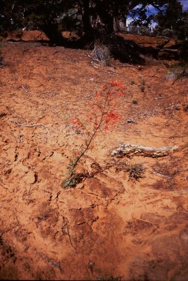 Es blüht auch hier...