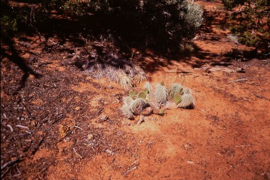 Kakteen wachsen hier natürlich besonders gut