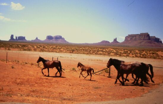 Die Pferde der Navajos