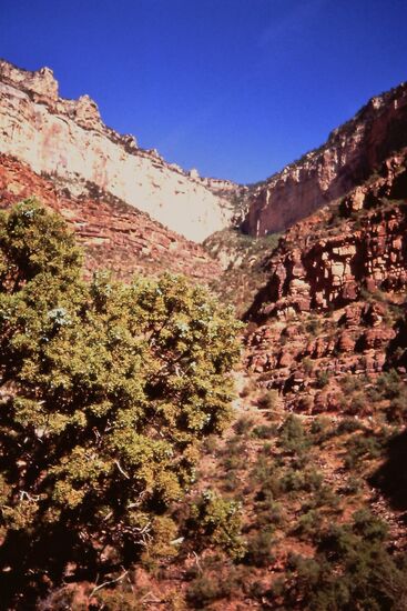 Da hinauf bzw. hinunter geht der Bright Angel Trail