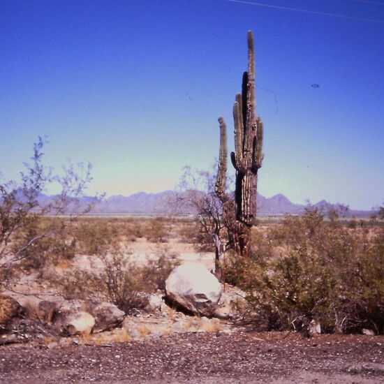 Meterhoher Saguaro-Kaktus