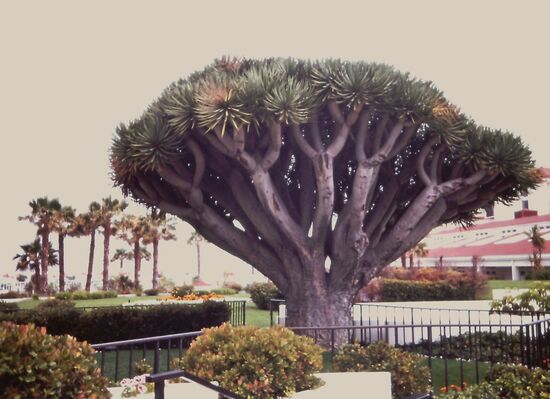 Drachenbaum auf Cordonado