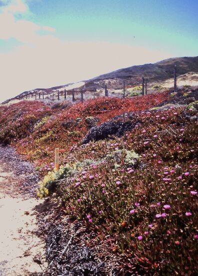 Typische Küstenlandschaft