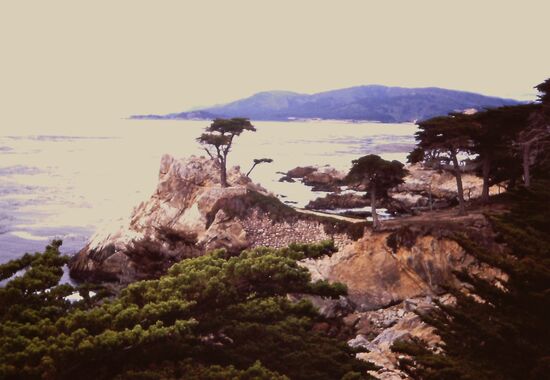 Lone Cypress Point