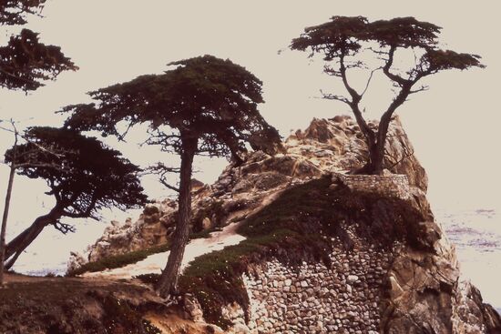 Lone Cypress Point