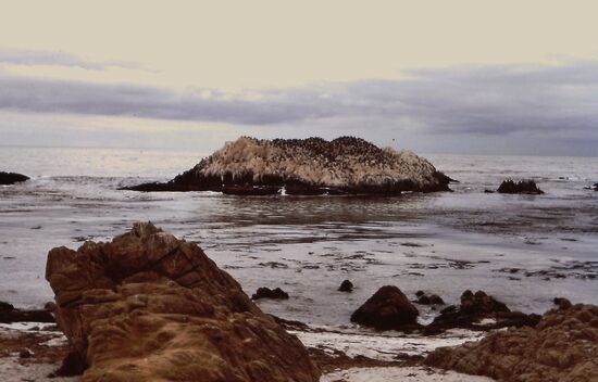 Bird Rock ohne Pinguine